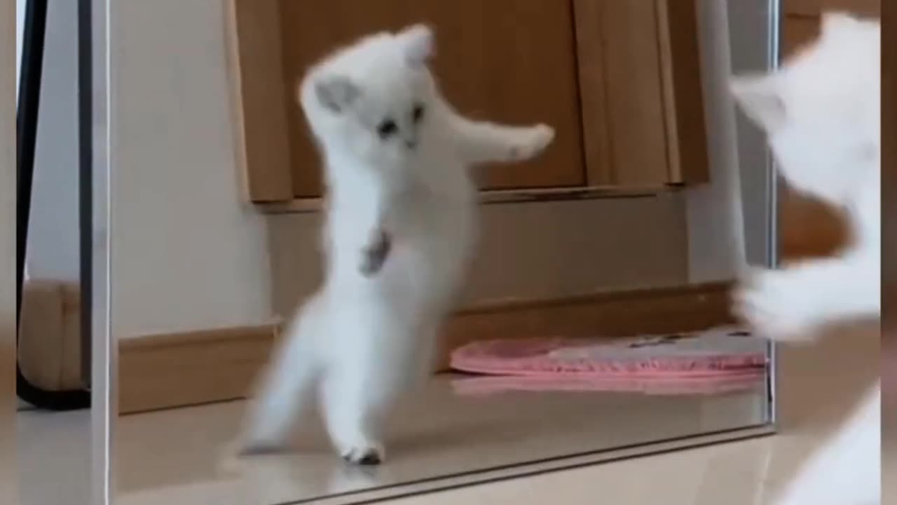 Cute kitty dancing