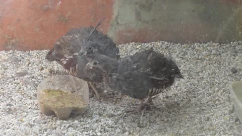 Breakfast for the quail chicks