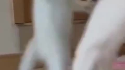 cute funny cat freaks out on mirror, watch till the end !