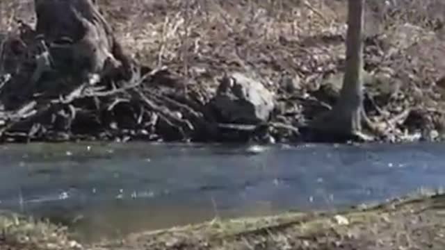 Amanda Grace Talks..Jake the Muscovy Duck First Day Out Of Pen! Splish Splash Jake is Taking A Bath!