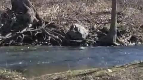 Amanda Grace Talks..Jake the Muscovy Duck First Day Out Of Pen! Splish Splash Jake is Taking A Bath!