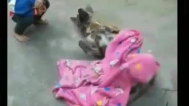 Helping Animals