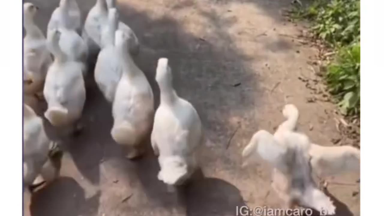 Duck funny moment 🤣