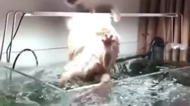 Funniest Animals Videos🐶 - Best Cats😂 and Dogs 😹Videos 2022!