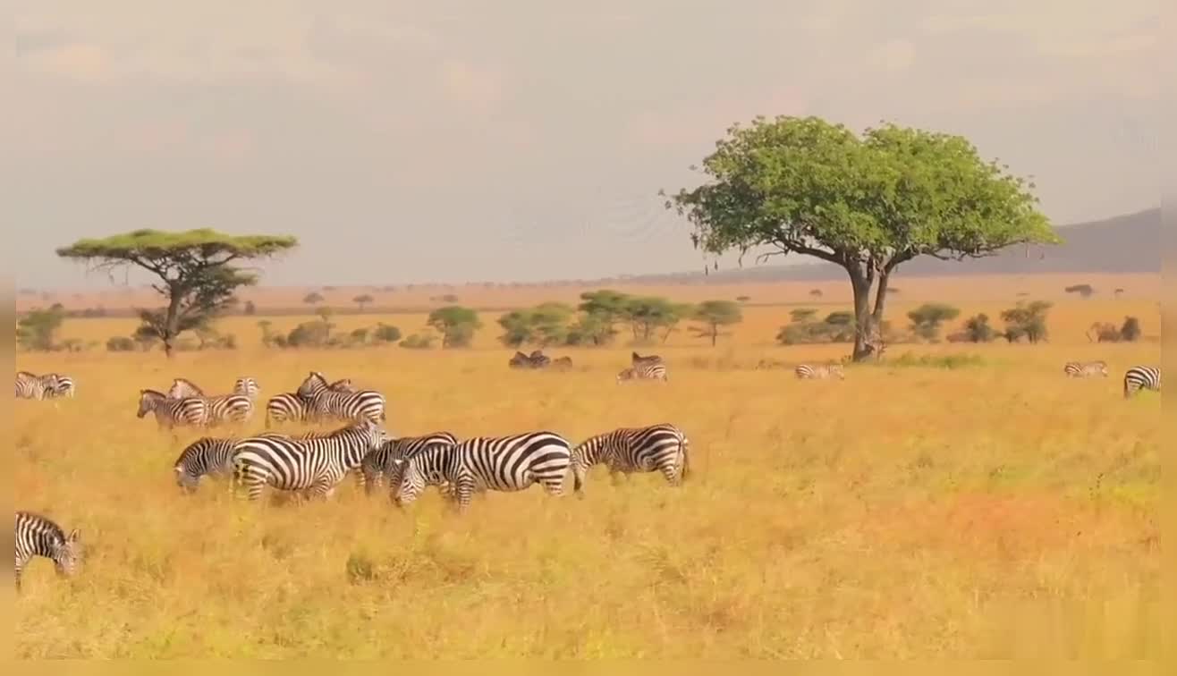 Zebra Wildlife Nature Amazing Video Of Zebra With Relaxing Sound Effect Zebra Video Nature video