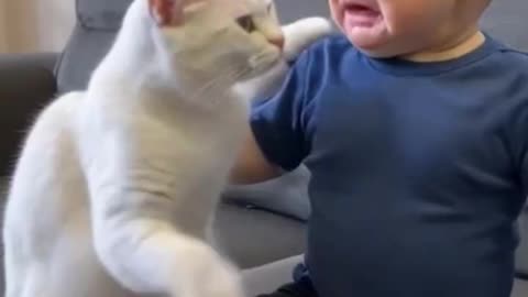 cat taking care of carying baby