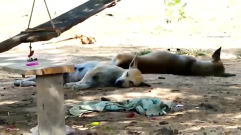 Fake lion prank on dogs