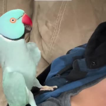 HARD KICKS | Wild Animals Fight | Animals Fights