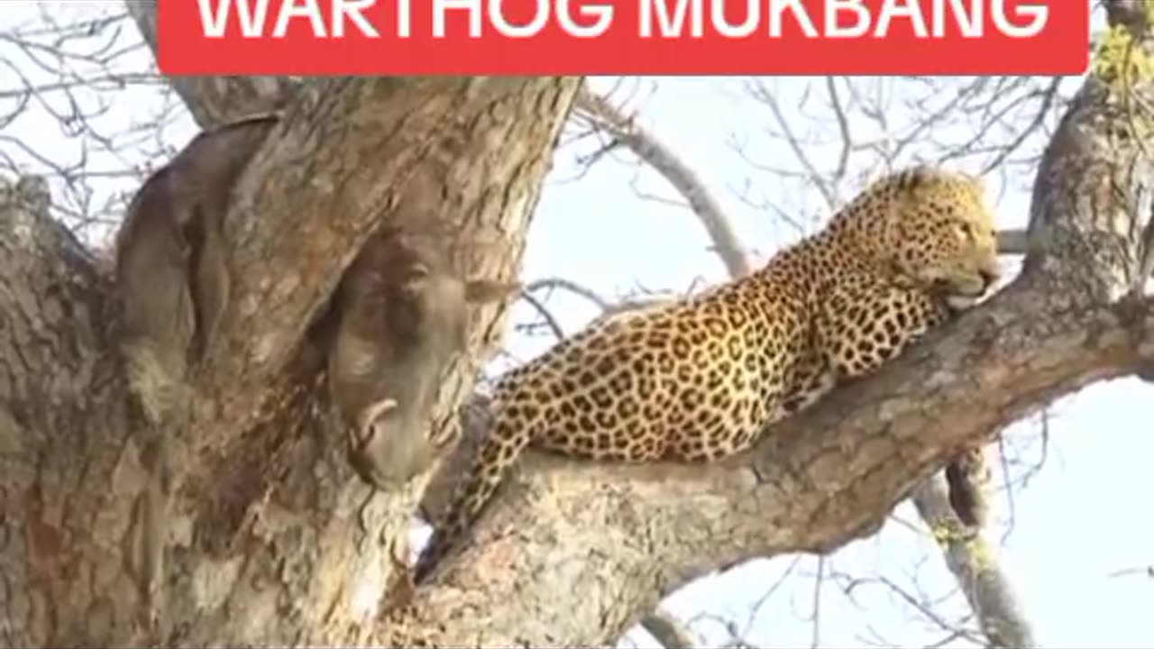 WARTHOG MUKBANG