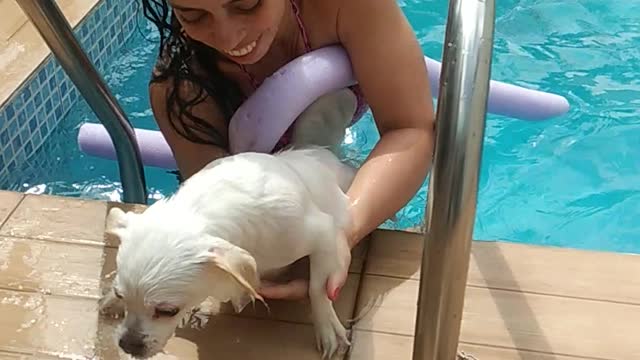 Swimming dog.