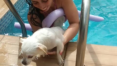 Swimming dog.