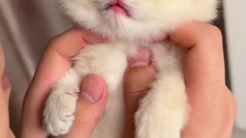 Adorable Feline Frenzy