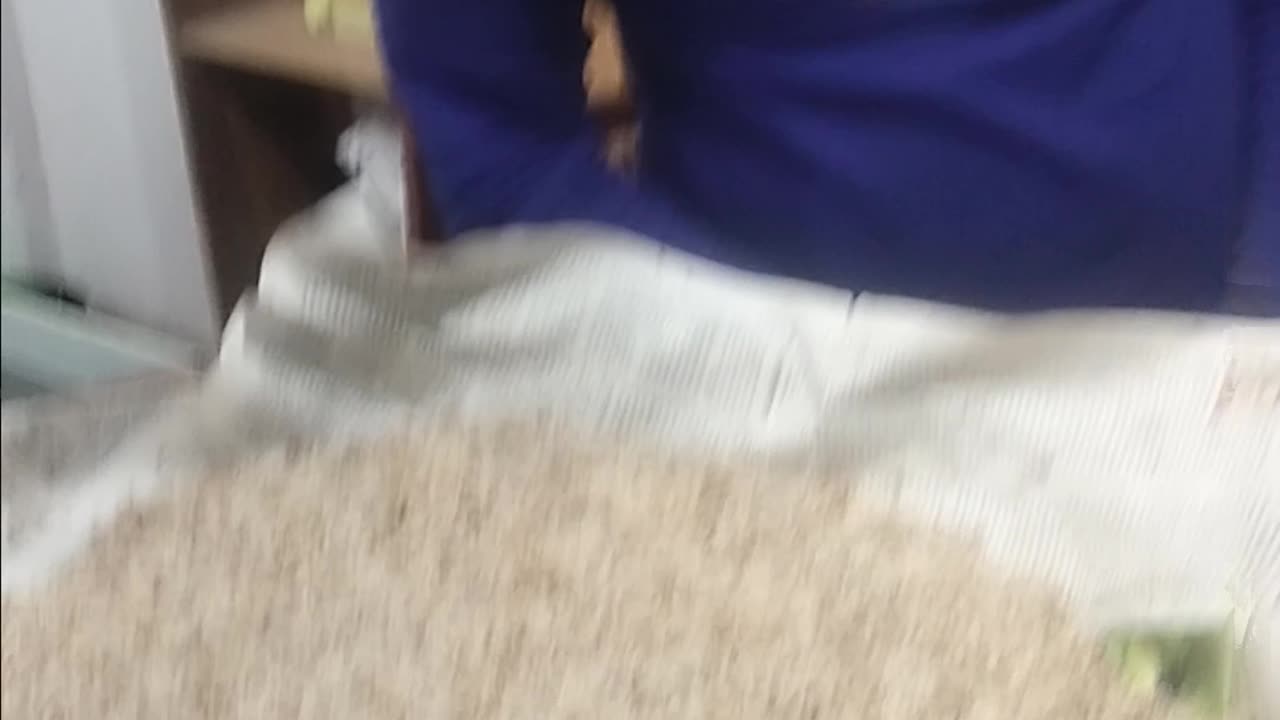 মাছ শিকারিদের জন্য ডিম
