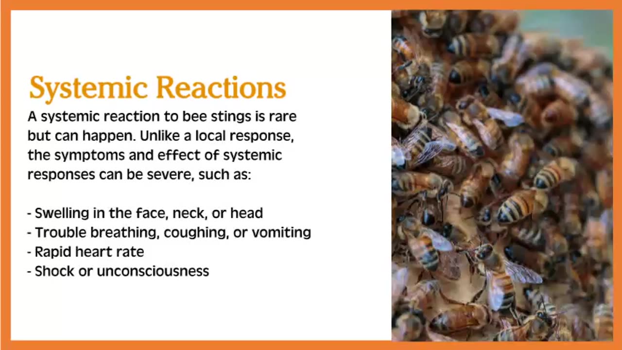 Has Your Dog Been Stung by Bees