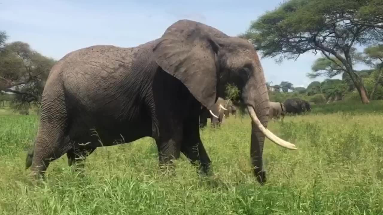 Elephant Nature Safari Animal Wild Wilderness