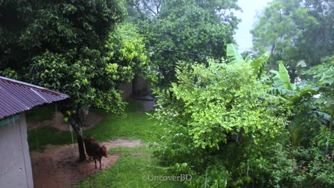 Rainy Days - Early Morning Rain for Sleeping - Relaxing Video