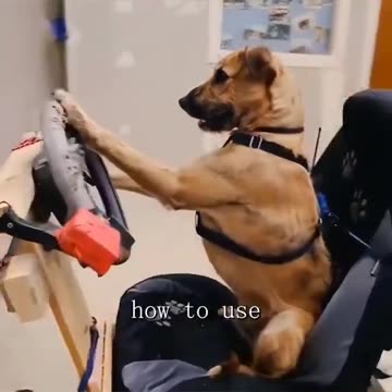 Did you know that there are some dogs in the world that have learned to drive?