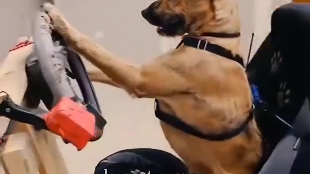 Did you know that there are some dogs in the world that have learned to drive?