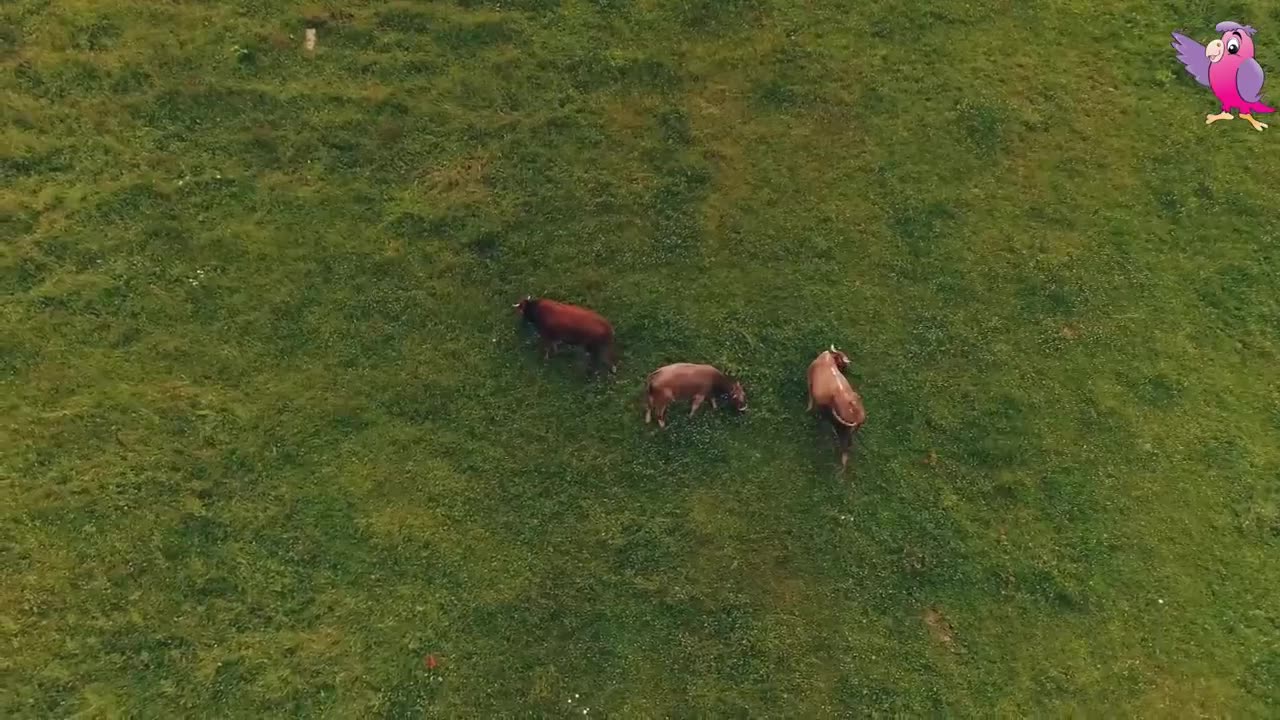 COW VIDEO /COWS MOOING AND GRAZING IN A FIELD