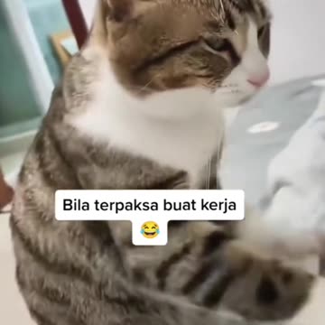 Cat Becomes a Masseuse 😹