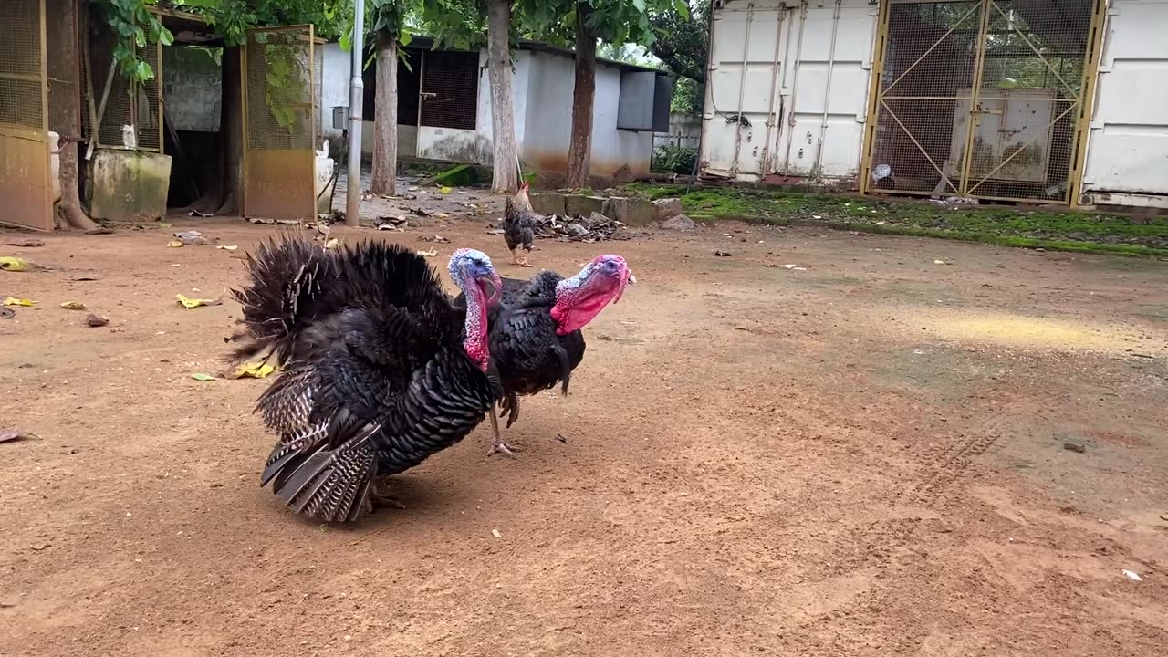 Turkey 🦃 birds | love nature