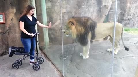 This Lion Really Wants Her Scooter | ORIGINAL VIDEO