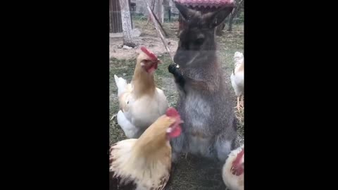Funny Moments Of The Year Compilation 😆🔥🐷
