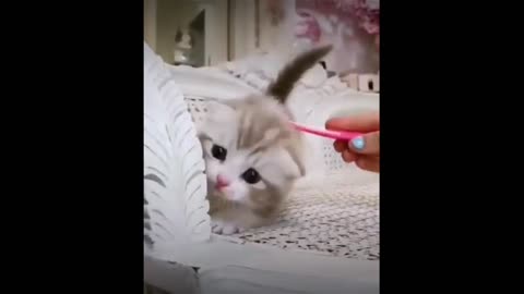 Baby Funny Cats Video