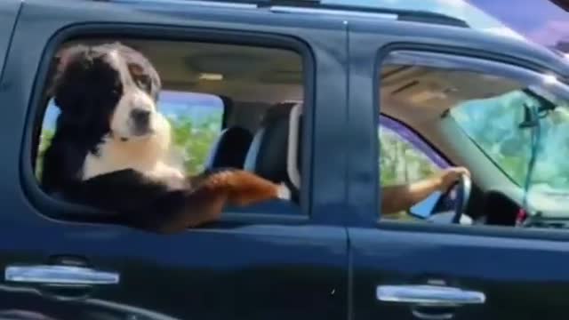 Life On a Fast lane...Ft. Dogoo💟 Yo🐶🤘🤘