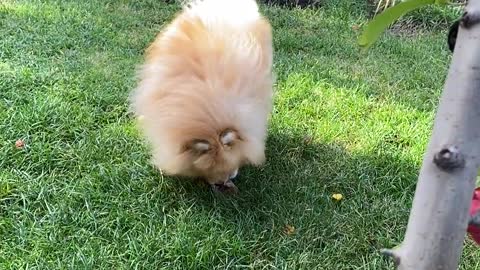 Gorgeous and cute dog playing in the garden