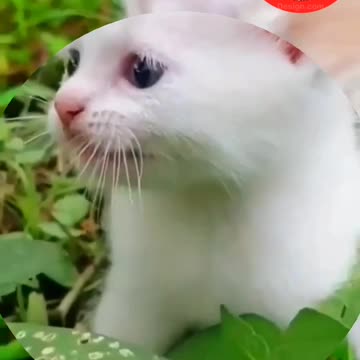 😹😻"Adorable Kitten Meowing for Mom"😻😹