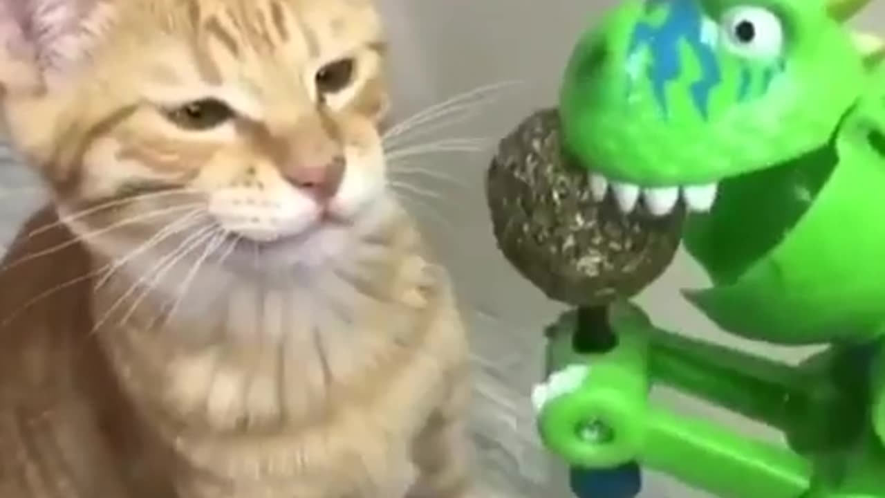 Animal funny video 🤣🤣