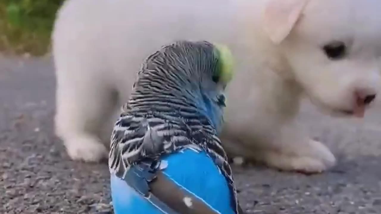 Funny animal video🥰