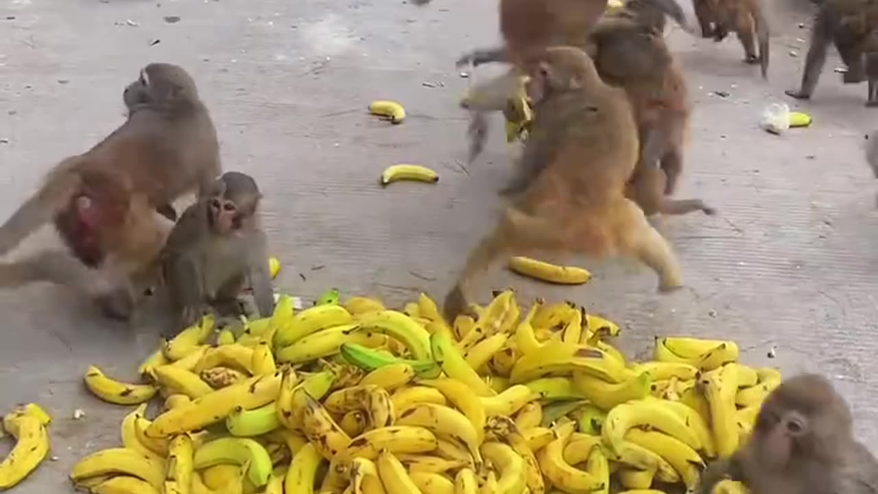 Monkey are attending party with bananas