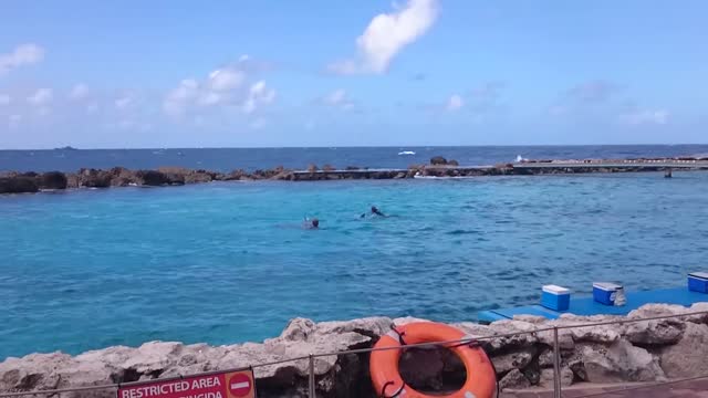 Dolphin Show at Dolphin Academy Curacao