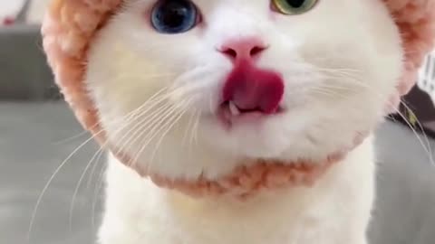 Cutest kittens compilation, Cutest