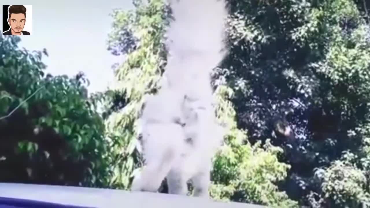 OMg so cat white CAT FUNNY short video