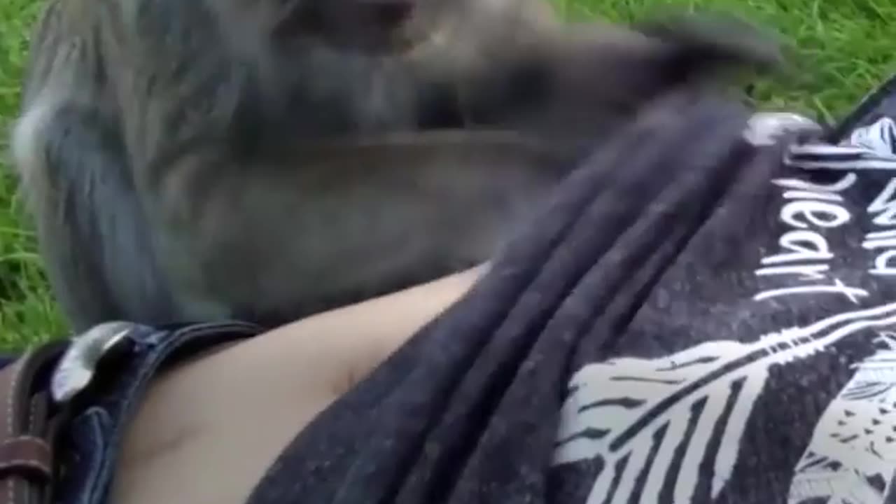 Funny Animal Videos