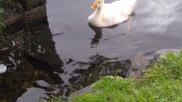 Sam trying to get ashore today 7- 17- 2020