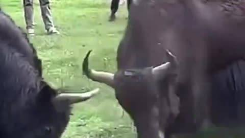 Two black yak fighting with each other dangerously #yak#fighting#shorts#trending