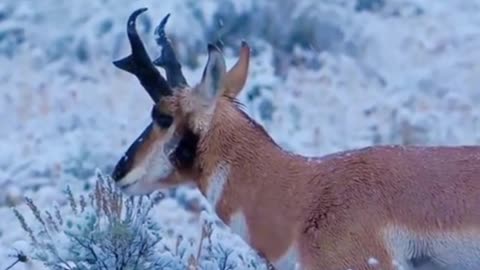 Deer in the snow, this picture is really beautiful to look at