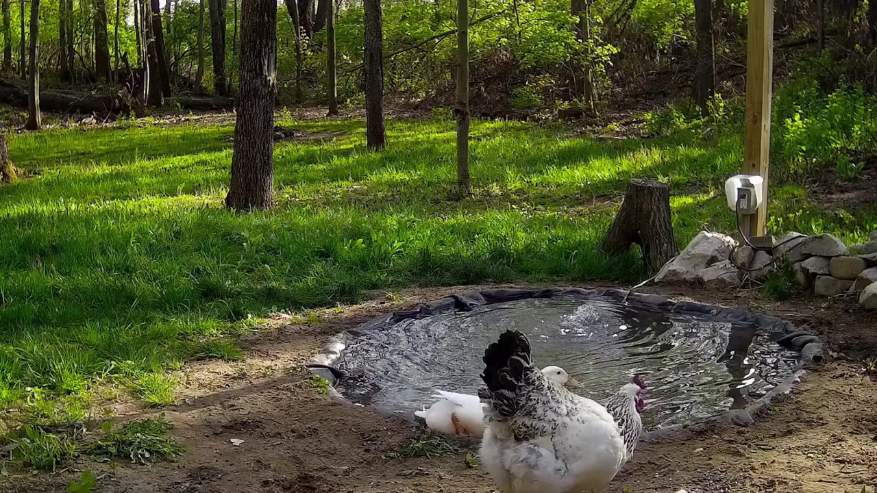 The Duck finds the new water hole!