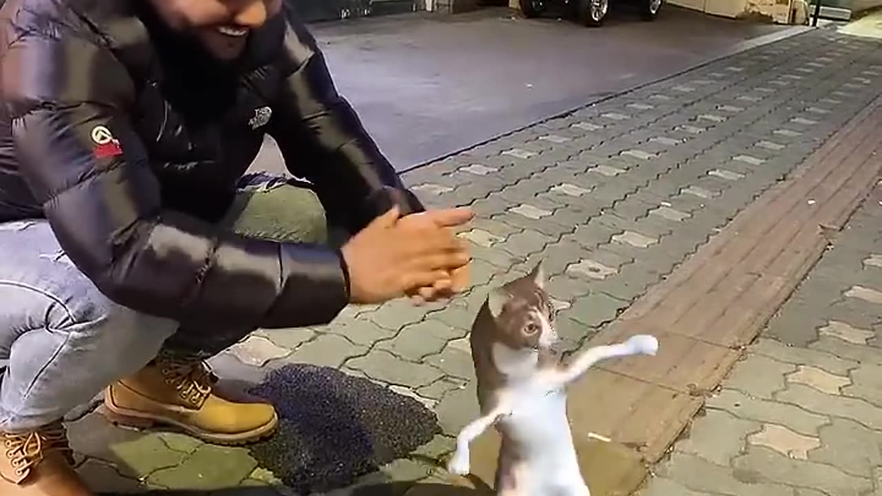 Cat dance funny