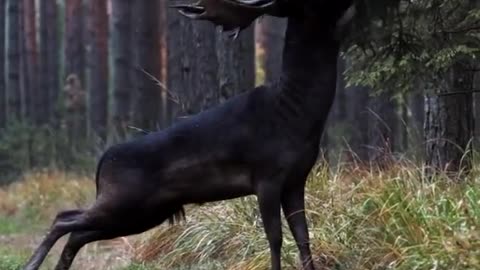 Black fallow deer.