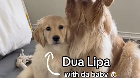 Funny dogs videos