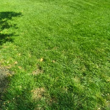 Fescue Lawn In South Carolina