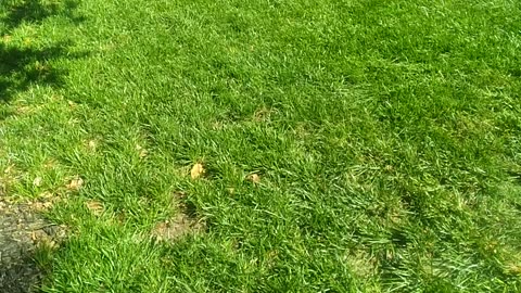 Fescue Lawn In South Carolina