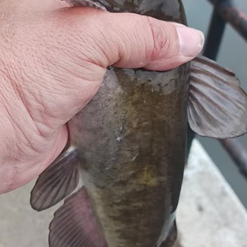 Bullhead catfish