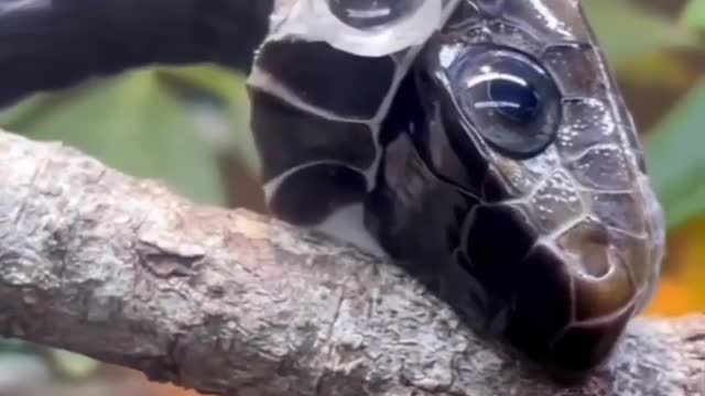 Black Tree Snake Shedding