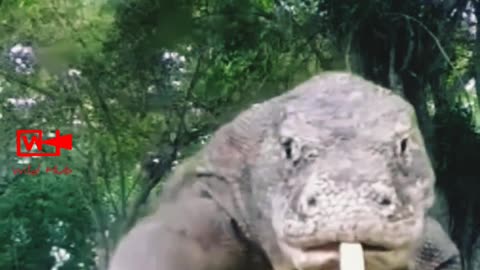 KOMODO Close up | Komodo Dragon | Big Reptiles